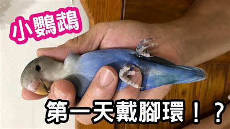 鳥環查詢